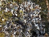 Peltigera neckeri image