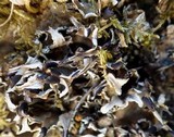 Peltigera neckeri image