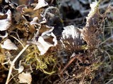 Peltigera neckeri image