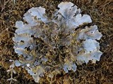 Peltigera rufescens image