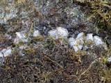 Peltigera rufescens image