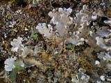 Peltigera rufescens image