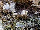 Peltigera rufescens image