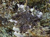 Peltigera rufescens image