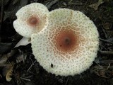 Leucoagaricus americanus image
