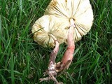 Leucoagaricus americanus image