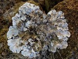 Peltigera canina image