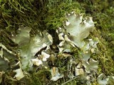 Peltigera polydactylon image