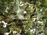 Peltigera polydactylon image