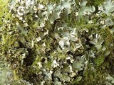 Peltigera polydactylon image