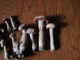 Laccaria ochropurpurea image