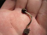 Entoloma dysthaloides image