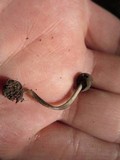 Entoloma dysthaloides image