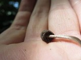 Entoloma dysthaloides image