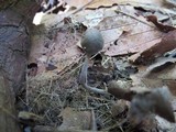 Entoloma dysthaloides image