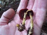 Cortinarius semisanguineus image