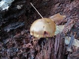 Cortinarius semisanguineus image
