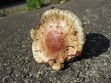 Pholiota polychroa image