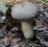 Retiboletus griseus image