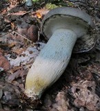 Retiboletus griseus image