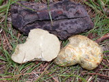 Rhizopogon ochraceorubens image