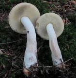 Boletus pallidus image