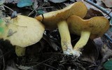 Suillus subaureus image