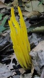 Clavulinopsis fusiformis image