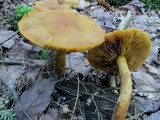 Cortinarius limonius image