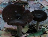 Lactarius lignyotus image