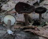 Lactarius lignyotus image