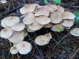 Gymnopus confluens image
