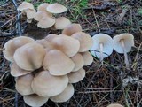 Gymnopus confluens image