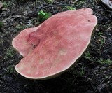 Boletus miniato-pallescens image