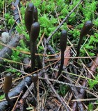 Tolypocladium ophioglossoides image