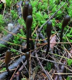Tolypocladium ophioglossoides image
