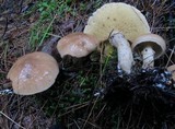 Suillus acidus image