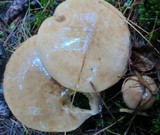 Suillus acidus image