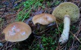Suillus acidus image