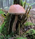 Austroboletus gracilis image