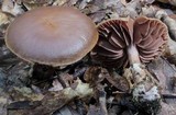 Cortinarius distans image