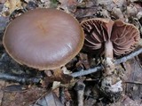 Cortinarius distans image