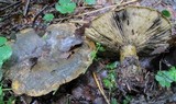 Lactarius sordidus image