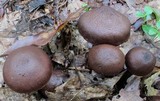 Cortinarius squamulosus image