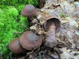 Cortinarius squamulosus image