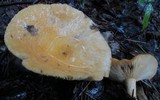 Lactarius croceus image
