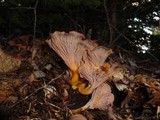 Cantharellus ignicolor image