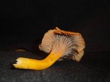 Cantharellus ignicolor image