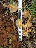 Craterellus lutescens image