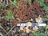 Craterellus lutescens image